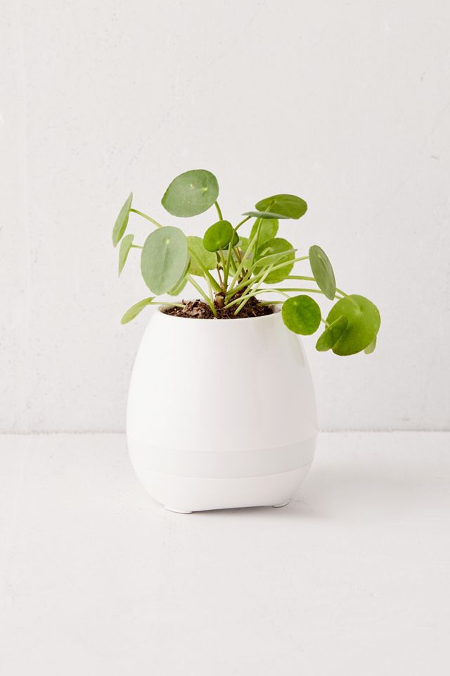 Altavoz Bluetooth con Maceta para Plantas #1