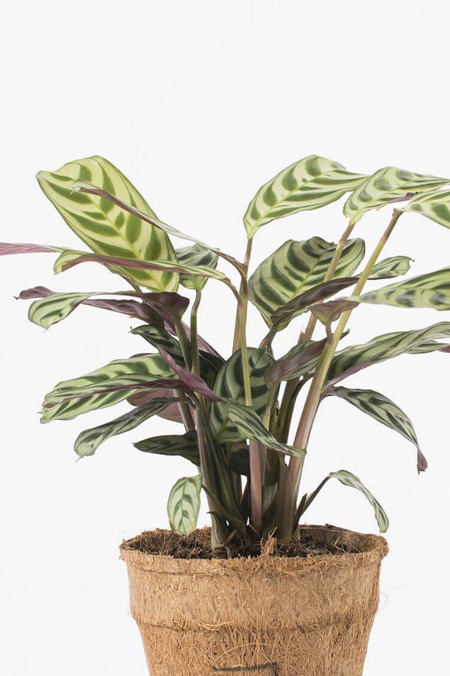 Foli8 Fishbone Live Plant | Urban Outfitters UK