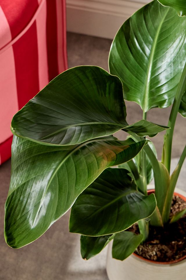 Bird of Paradise Houseplant #1