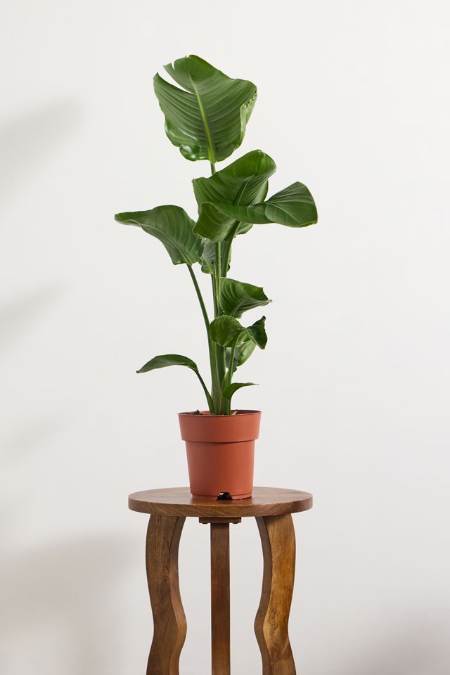 Bird of Paradise Houseplant #2