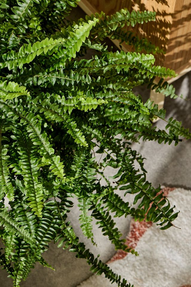 Boston Fern Houseplant #1