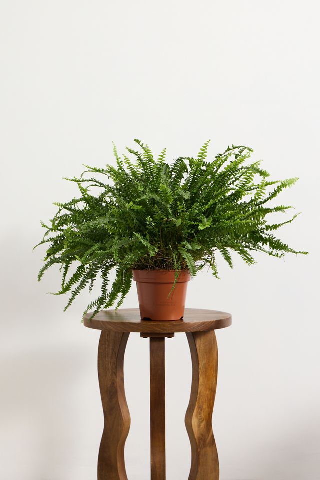 Boston Fern Houseplant #2