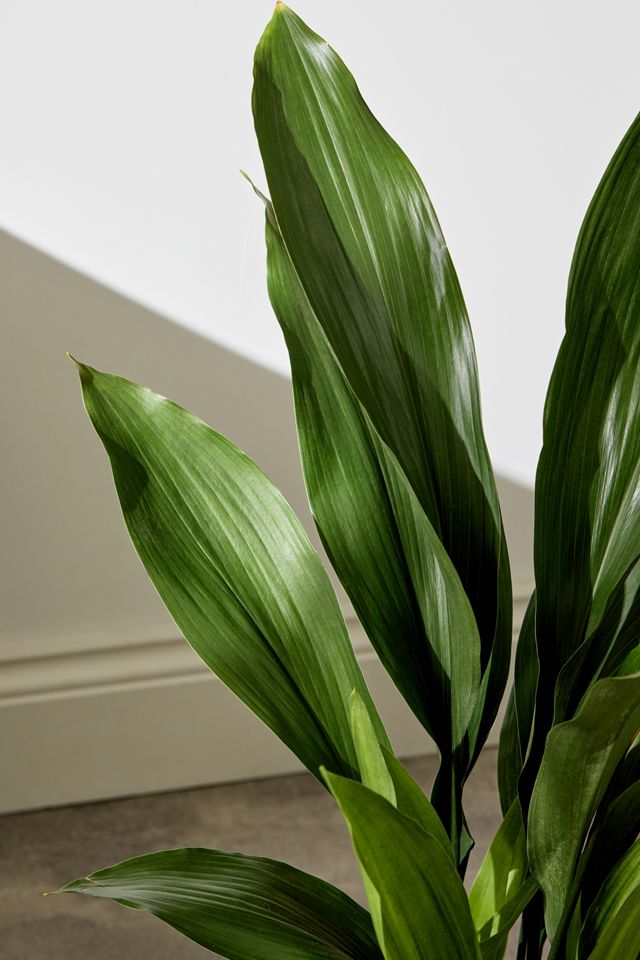 Cast Iron Plant Houseplant #1