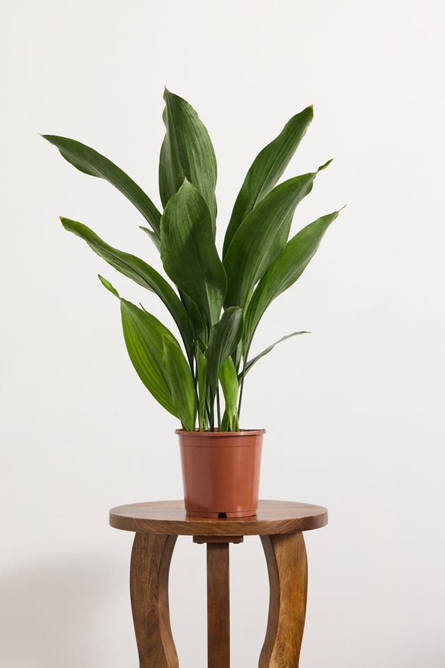 Cast Iron Plant Houseplant #2