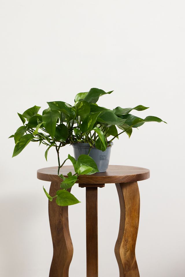 Devils Ivy Houseplant #2