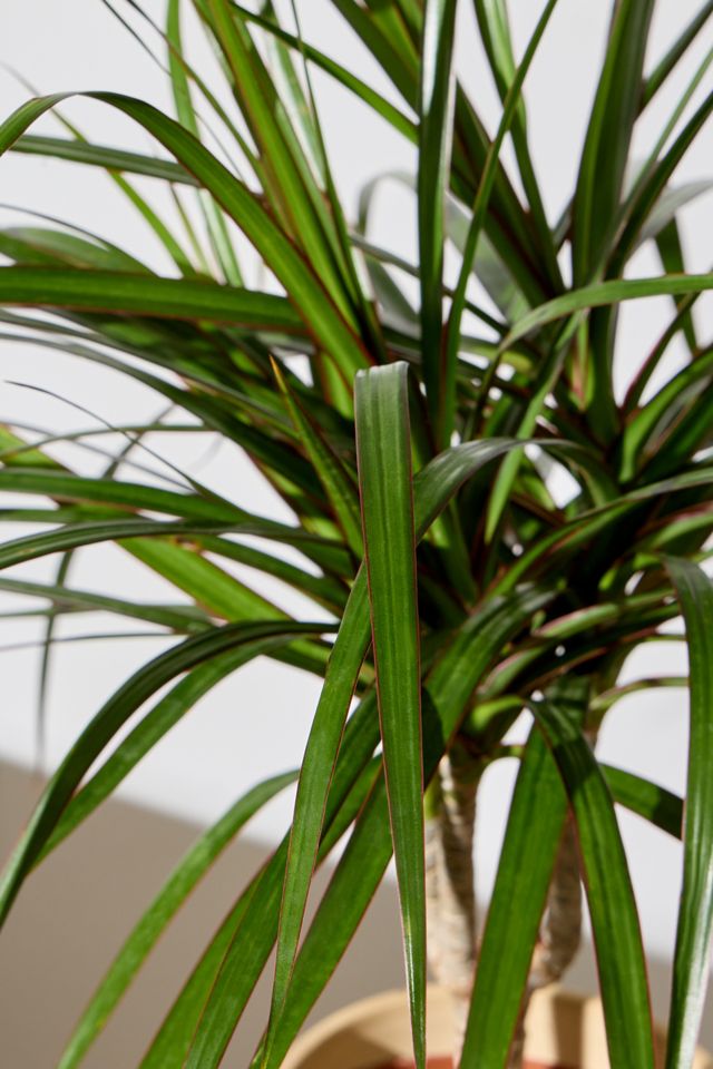 Medium Dragon Tree Houseplant #1