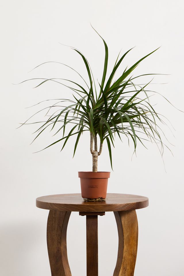 Medium Dragon Tree Houseplant #2