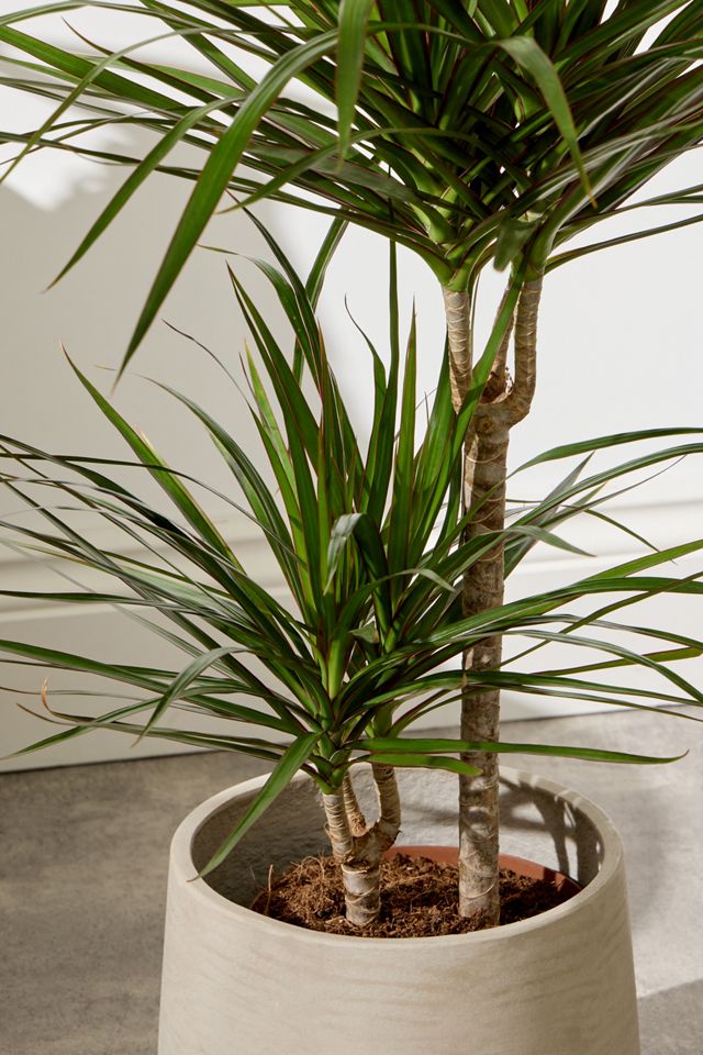Large Dragon Tree Houseplant #1