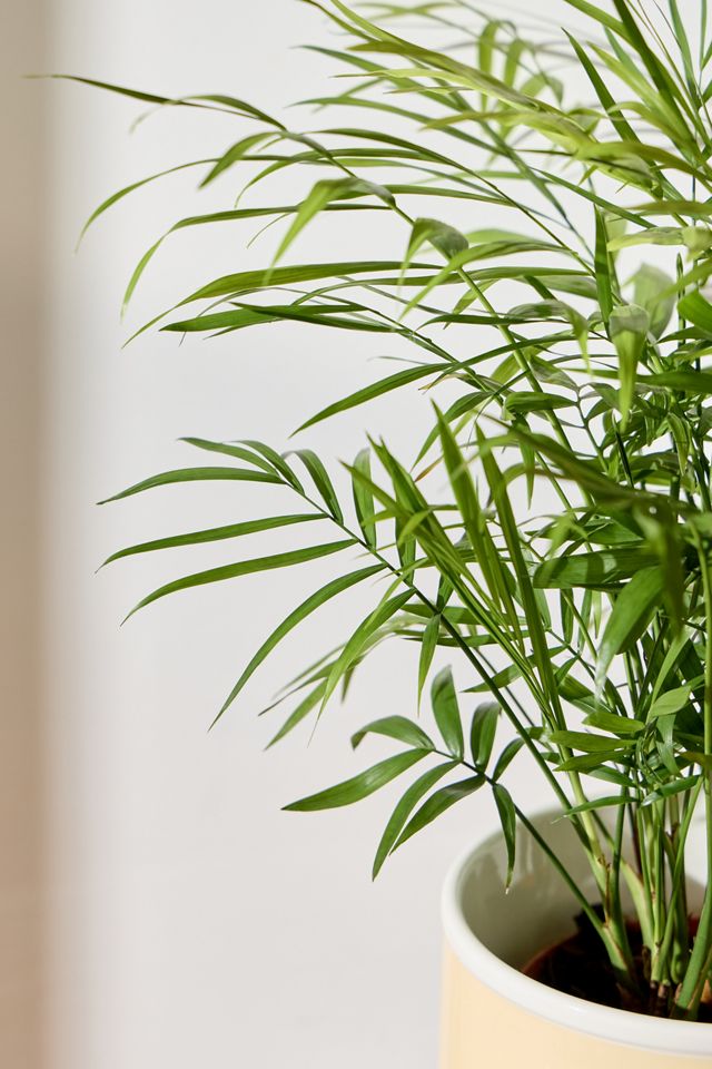 Kentia Palm Houseplant #1