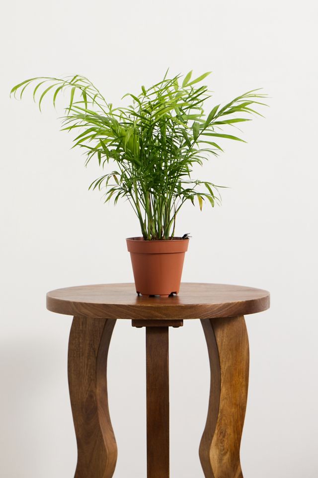 Kentia Palm Houseplant #2