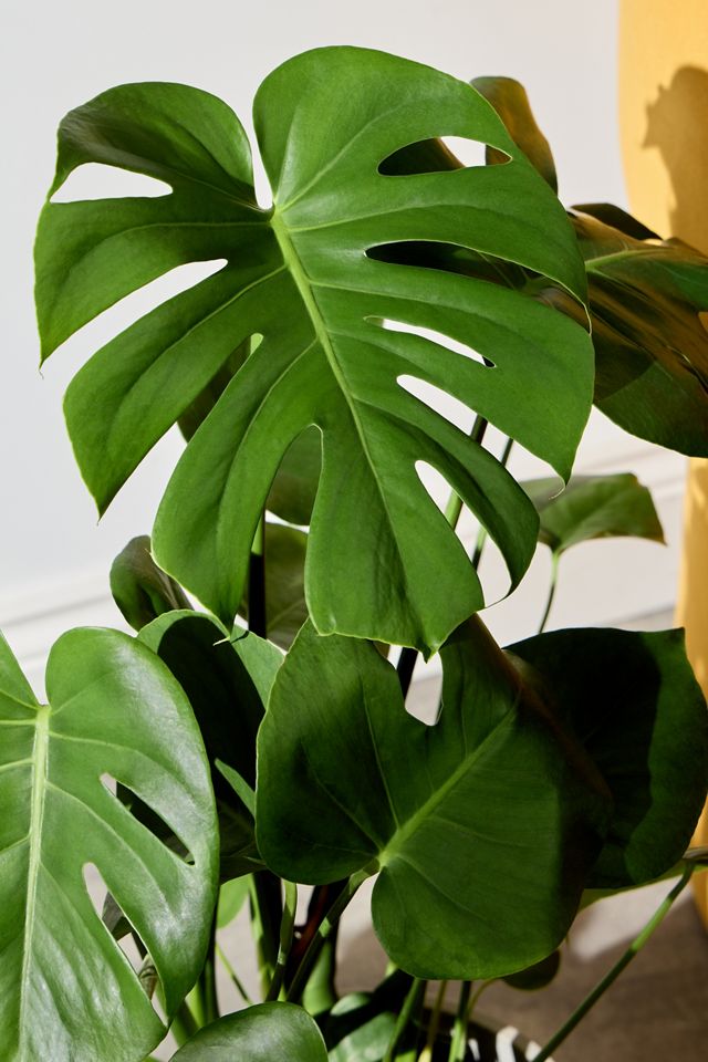 Large Monstera Houseplant #1