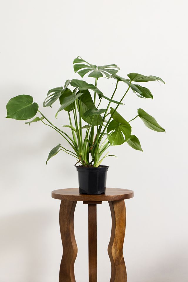 Large Monstera Houseplant #2