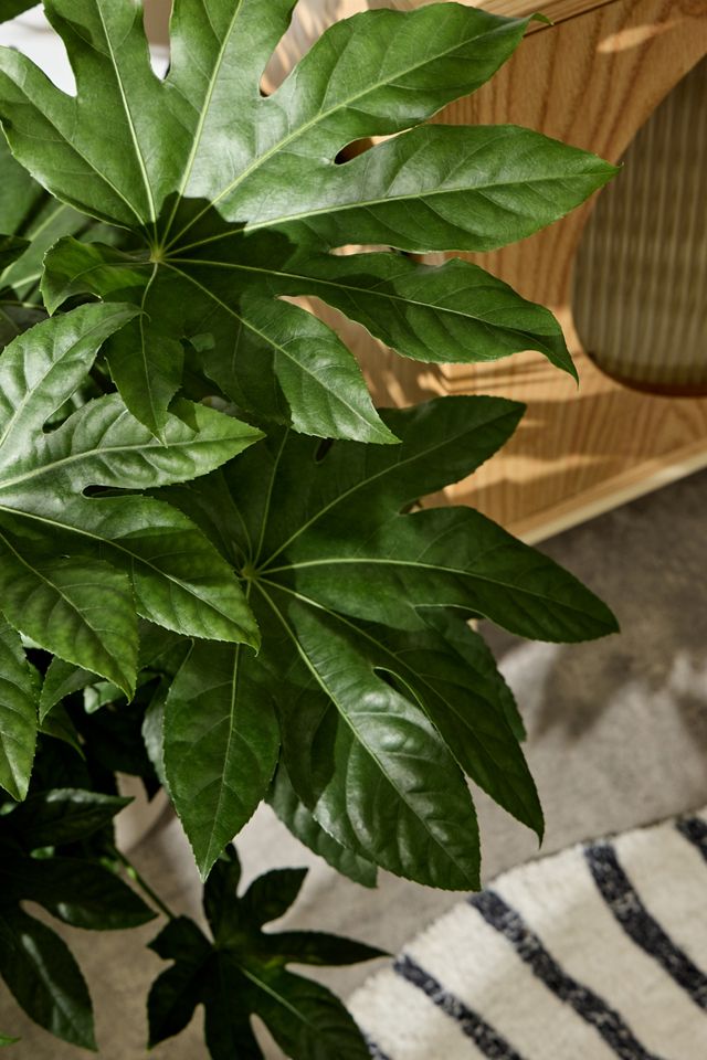 Paper Plant Houseplant #1