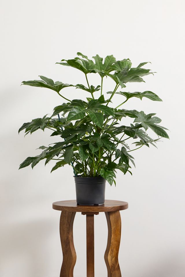 Paper Plant Houseplant #2
