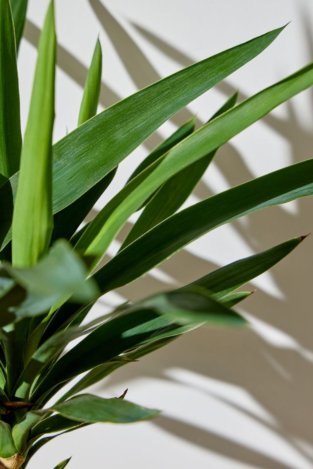 Yucca Houseplant #1