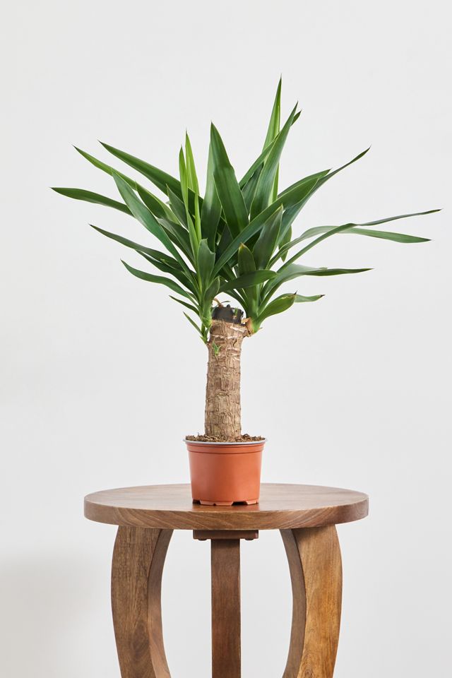 Yucca Houseplant #2