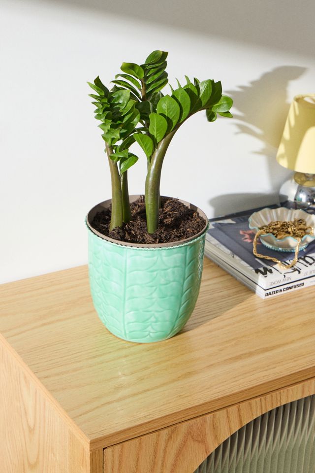 ZZ Plant Houseplant #1