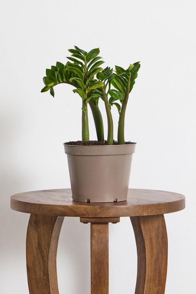 ZZ Plant Houseplant #2