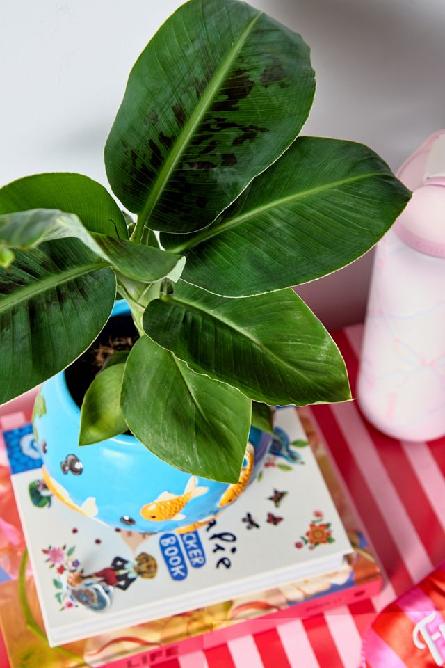 Musa Oriental Dwarf Houseplant #1