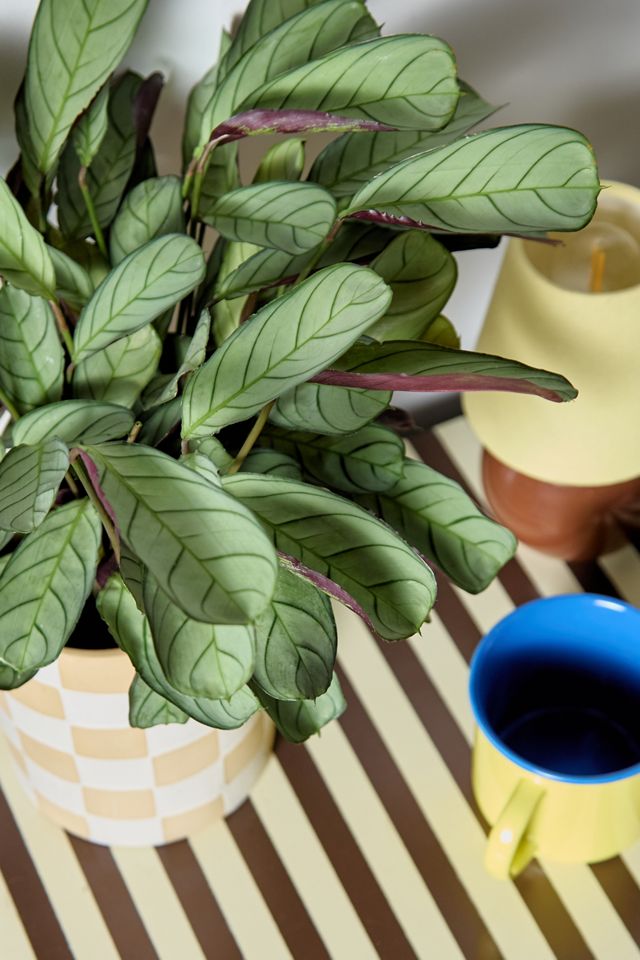 Ctenanthe Burle-Marxii Houseplant #1