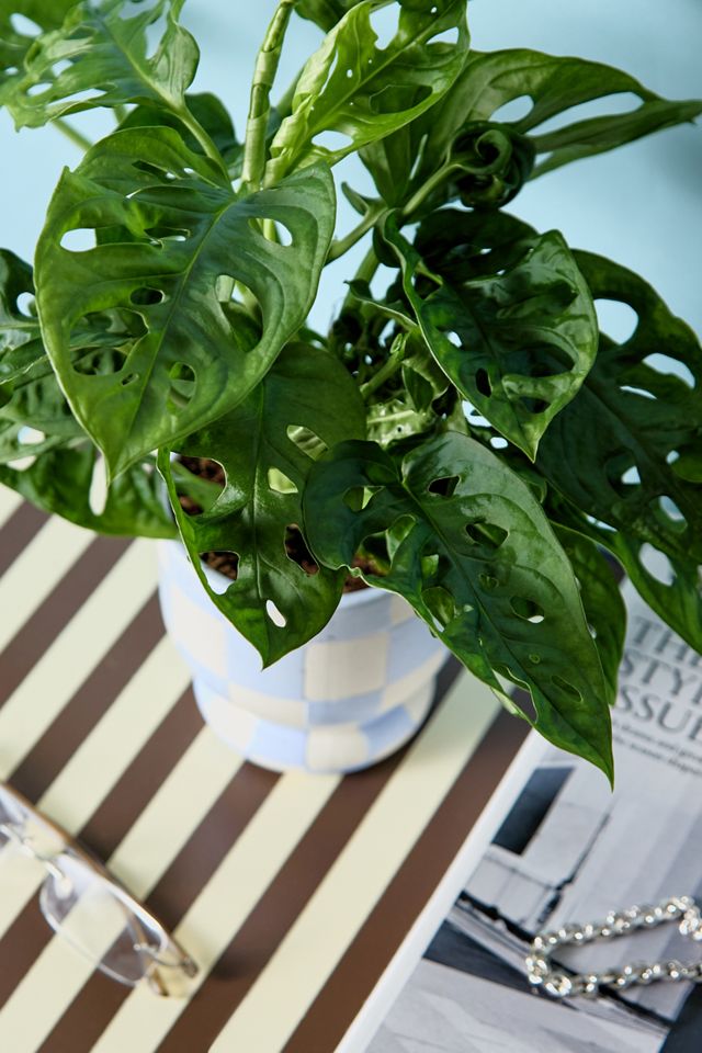 Monkey Monstera Houseplant #1