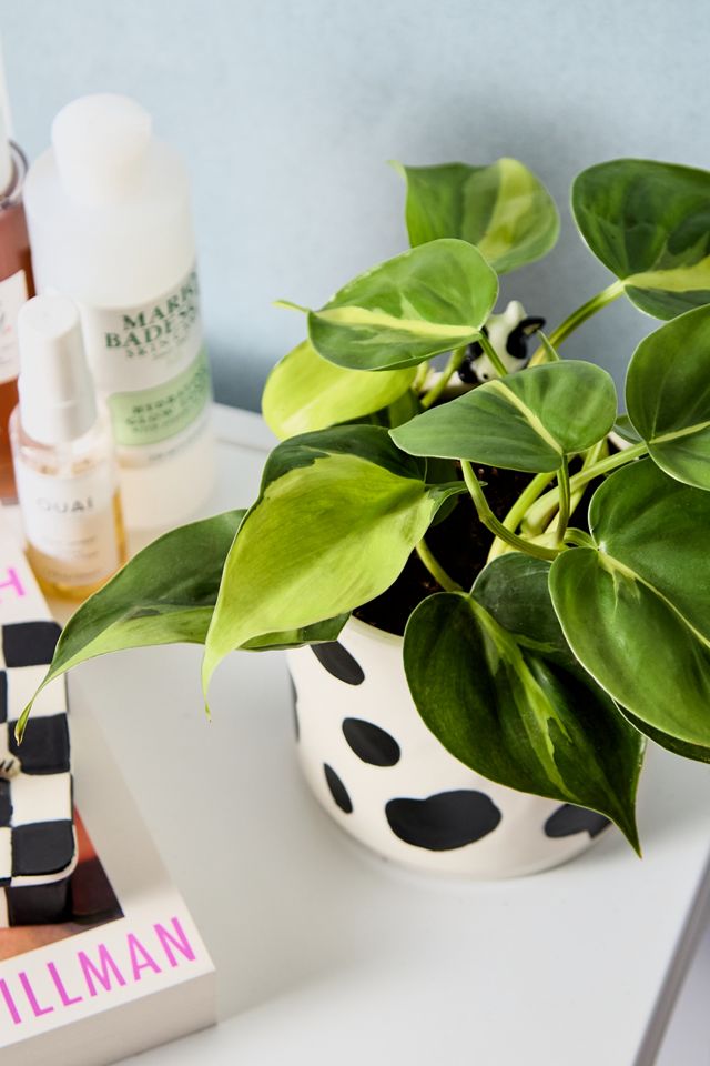 Philodendron Brasil Houseplant #1