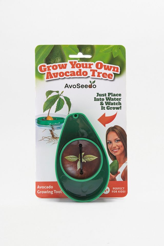 Grow Your Own Avocado Tree Kit