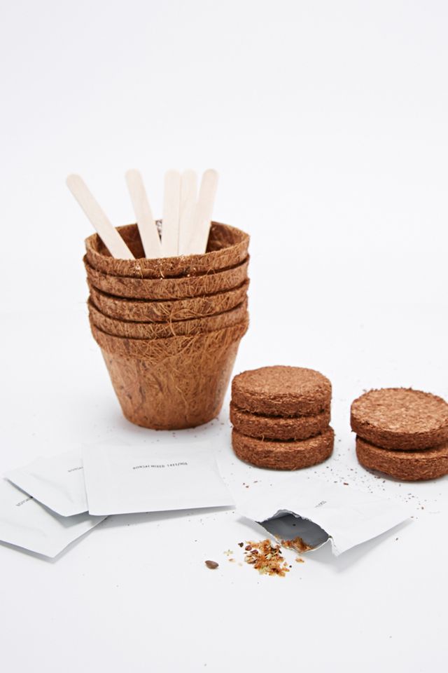 Grow It - Kit de culture pour bonsaï #2