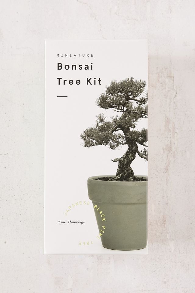 Miniature Indoor Bonsai Pine Tree Grow Kit #1